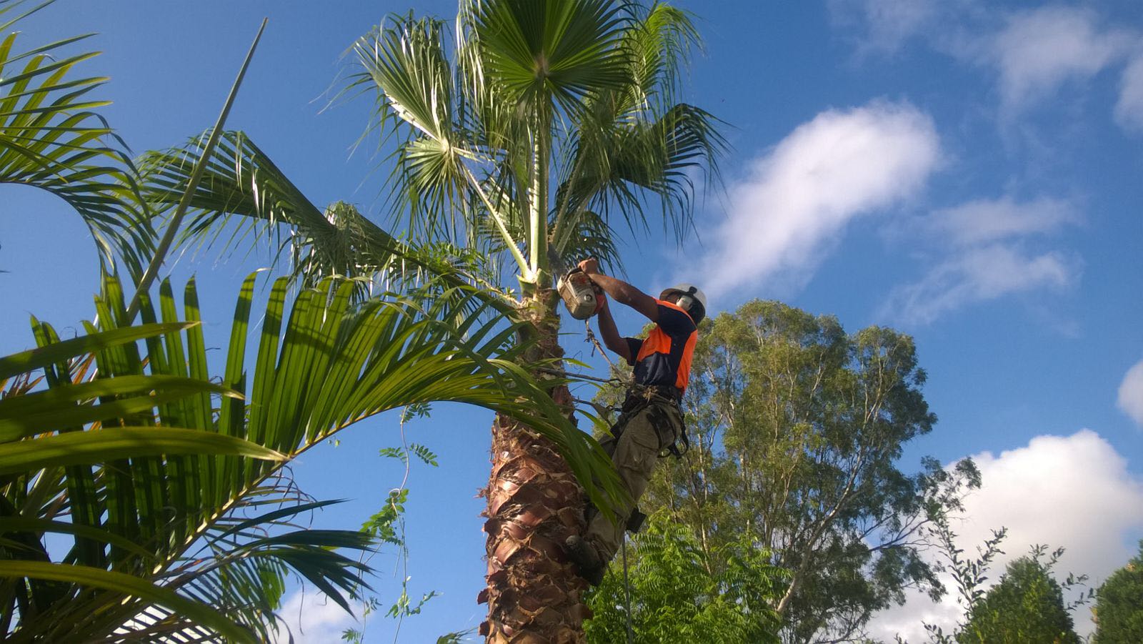 Reasons to hire professional tree services